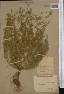 Medicago sativa L., Middle Asia, Northern & Central Kazakhstan (M10) (Kazakhstan)