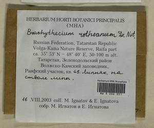 Brachythecium capillaceum (F. Weber & D. Mohr) Giacom., Bryophytes, Bryophytes - Middle Volga (B9) (Russia)