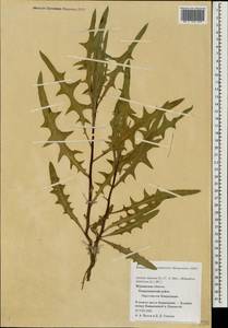 Lactuca tatarica (L.) C. A. Mey., Eastern Europe, Northern region (E1) (Russia)