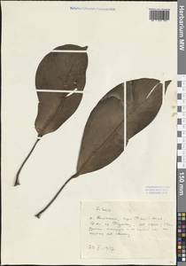 Ficus, South Asia, South Asia (Asia outside ex-Soviet states and Mongolia) (ASIA) (China)
