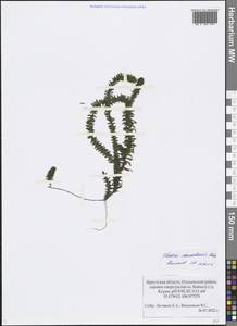 Elodea canadensis Michx., Siberia, Baikal & Transbaikal region (S4) (Russia)