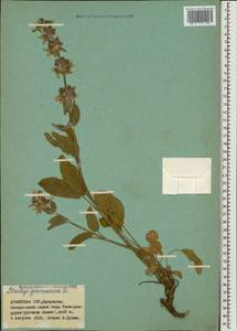 Stachys germanica L., Caucasus, Armenia (K5) (Armenia)