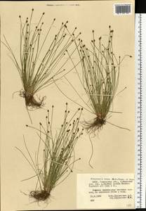 Eleocharis ovata (Roth) Roem. & Schult., Eastern Europe, Belarus (E3a) (Belarus)