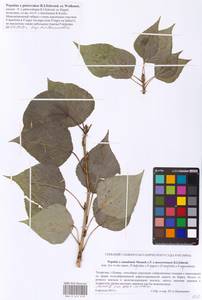 Populus petrovskoe, Eastern Europe, Middle Volga region (E8) (Russia)