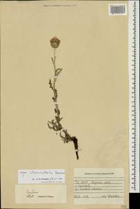 Carduus hamulosus subsp. stenocephalus (Tamamsch.) Greuter, Caucasus, North Ossetia, Ingushetia & Chechnya (K1c) (Russia)