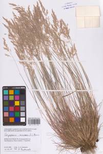 Corynephorus canescens (L.) P.Beauv., Eastern Europe, Western region (E3) (Russia)