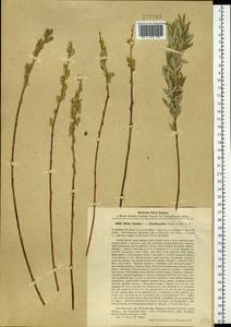 Salix brachypoda (Trautv. & C. A. Mey.) Kom., Siberia, Baikal & Transbaikal region (S4) (Russia)