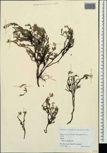 Helianthemum orientale (Grosser) Juz. & Pozdeeva, Crimea (KRYM) (Russia)