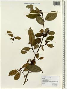 Elaeagnus, South Asia, South Asia (Asia outside ex-Soviet states and Mongolia) (ASIA) (Vietnam)