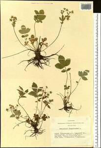 Potentilla fragarioides L., Siberia, Altai & Sayany Mountains (S2) (Russia)