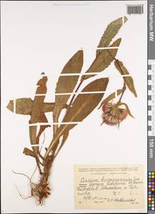 Cirsium pseudopersonata subsp. kusnezowianum (Sommier & Levier) Petr., Caucasus, Georgia (K4) (Georgia)