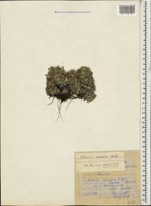Artemisia alpina Pall. ex Willd., Caucasus, Dagestan (K2) (Russia)