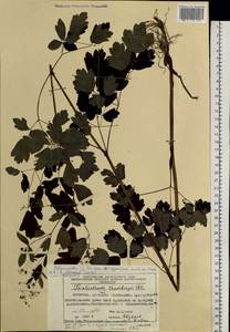 Thalictrum minus subsp. thunbergii (DC.) Vorosch., Siberia, Chukotka & Kamchatka (S7) (Russia)