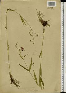 Vincetoxicum changqinianum P. T. Li, Siberia, Russian Far East (S6) (Russia)