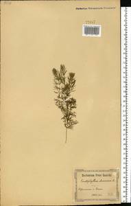Ceratophyllum demersum L., Eastern Europe, South Ukrainian region (E12) (Ukraine)