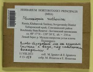 Pleuroziopsis ruthenica (Weinm.) Kindb. ex E. Britton, Bryophytes, Bryophytes - Russian Far East (excl. Chukotka & Kamchatka) (B20) (Russia)