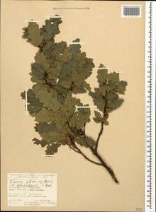 Quercus petraea subsp. polycarpa (Schur) Soó, Caucasus, Turkish Caucasus (NE Turkey) (K7) (Turkey)