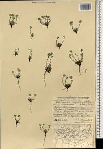 Eritrichium rupestre (Pall. ex Georgi) Bunge, Mongolia (MONG) (Mongolia)