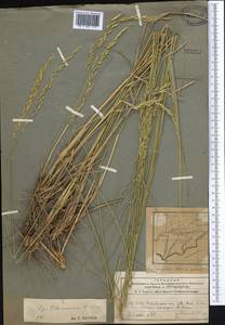 Achnatherum turcomanicum (Roshev.) Tzvelev, Middle Asia, Pamir & Pamiro-Alai (M2) (Tajikistan)