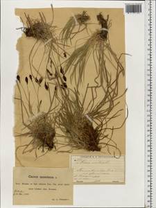 Carex montana L., Eastern Europe, Moscow region (E4a) (Russia)