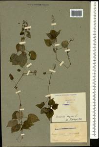 Circaea alpina L., Caucasus, Georgia (K4) (Georgia)