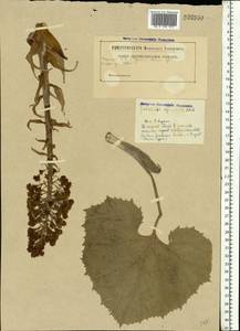 Petasites hybridus (L.) G. Gaertn., B. Mey. & Scherb., Eastern Europe, Belarus (E3a) (Belarus)