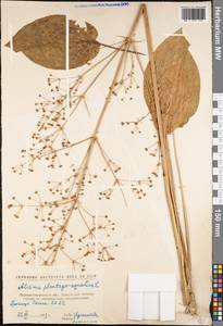 Alisma plantago-aquatica L., Eastern Europe, North Ukrainian region (E11) (Ukraine)