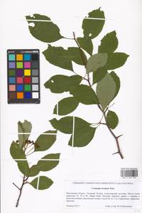 Crataegus rivularis Nutt. ex Torr. & A. Gray, Eastern Europe, Moscow region (E4a) (Russia)