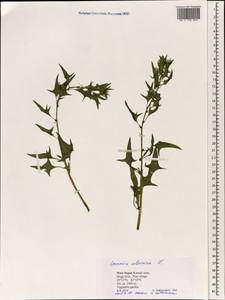 Spinacia oleracea, South Asia, South Asia (Asia outside ex-Soviet states and Mongolia) (ASIA) (Nepal)