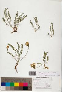 Astragalus reduncus Pall., Eastern Europe, Lower Volga region (E9) (Russia)