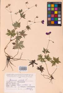 Geranium palustre L., Eastern Europe, Western region (E3) (Russia)