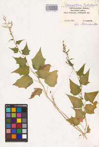 Chenopodiastrum hybridum (L.) S. Fuentes, Uotila & Borsch, Eastern Europe, Lower Volga region (E9) (Russia)