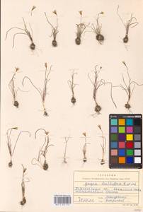 Gagea bulbifera (Pall.) Salisb., Eastern Europe, South Ukrainian region (E12) (Ukraine)