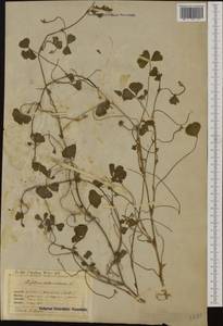 Trifolium subterraneum L., Western Europe (EUR) (Italy)