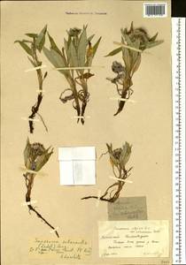 Saussurea subacaulis (Ledeb.) Serg., Siberia, Altai & Sayany Mountains (S2) (Russia)