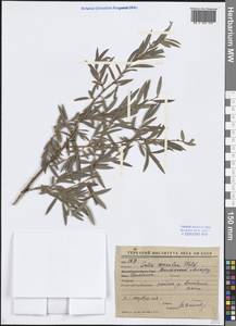 Salix, Middle Asia, Western Tian Shan & Karatau (M3) (Kazakhstan)