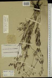 Galium octonarium (Klokov) Pobed., Eastern Europe, Eastern region (E10) (Russia)