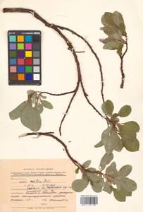 Salix arctica Pall., Siberia, Chukotka & Kamchatka (S7) (Russia)