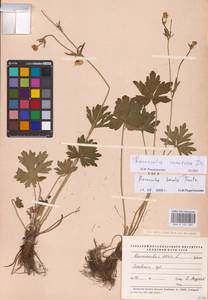 Ranunculus polyanthemos subsp. nemorosus (DC.) Schübl. & G.Martens, Eastern Europe, North-Western region (E2) (Russia)