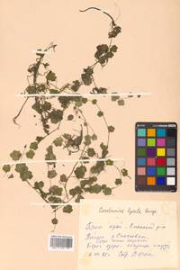 Cardamine lyrata Bunge, Siberia, Russian Far East (S6) (Russia)