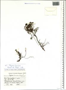 Thymus tauricus Klokov & Des.-Shost., Crimea (KRYM) (Russia)