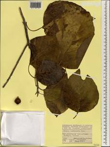 Cordia subcordata Lam., Africa (AFR) (Seychelles)