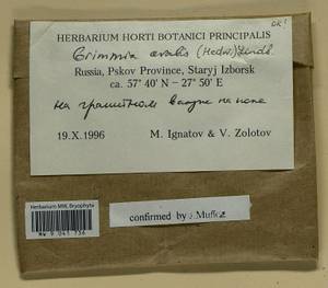 Grimmia ovalis (Hedw.) Lindb., Bryophytes, Bryophytes - Novgorod & Pskov Oblasts (B5) (Russia)