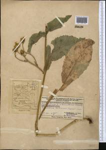 Crepis sibirica L., Middle Asia, Dzungarian Alatau & Tarbagatai (M5) (Kazakhstan)