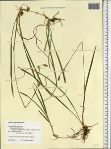 Carex vaginata Tausch, Eastern Europe, Western region (E3) (Russia)