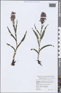 Dactylorhiza salina (Turcz. ex Lindl.) Soó, Siberia, Baikal & Transbaikal region (S4) (Russia)