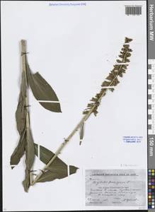 Digitalis ferruginea subsp. schischkinii (Ivanina) K.Werner, Caucasus, Stavropol Krai, Karachay-Cherkessia & Kabardino-Balkaria (K1b) (Russia)