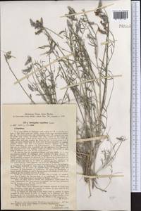 Astragalus urgutinus Lipsky, Middle Asia, Pamir & Pamiro-Alai (M2) (Uzbekistan)