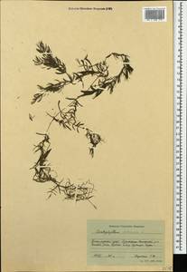 Ceratophyllum submersum L., Caucasus, Krasnodar Krai & Adygea (K1a) (Russia)