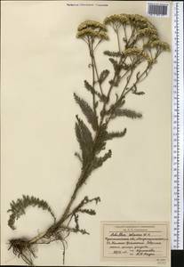 Achillea setacea Waldst. & Kit., Middle Asia, Northern & Central Kazakhstan (M10) (Kazakhstan)